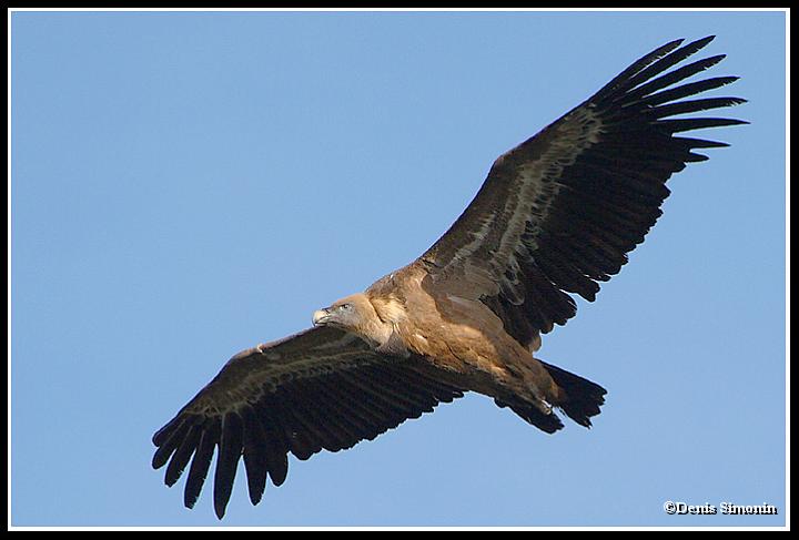 Vautour fauve